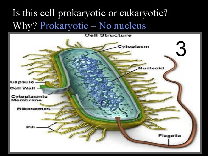Is this cell prokaryotic or eukaryotic? Why? Prokaryotic – No nucleus 3 