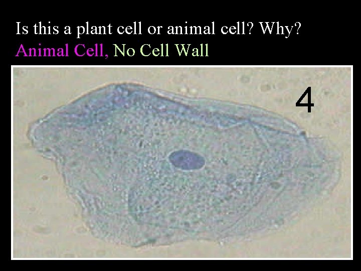 Is this a plant cell or animal cell? Why? Animal Cell, No Cell Wall