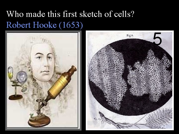 Who made this first sketch of cells? Robert Hooke (1653) 5 