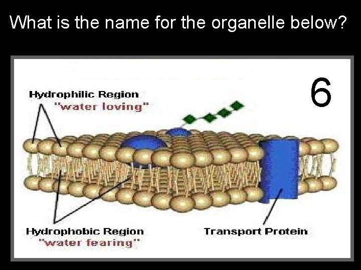What is the name for the organelle below? 66 