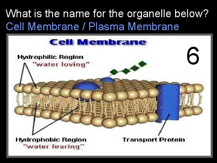 What is the name for the organelle below? Cell Membrane / Plasma Membrane 66