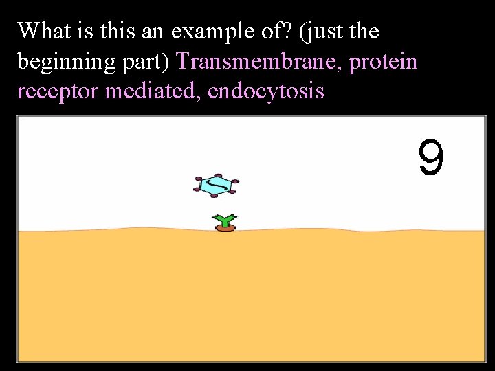 What is this an example of? (just the beginning part) Transmembrane, protein receptor mediated,