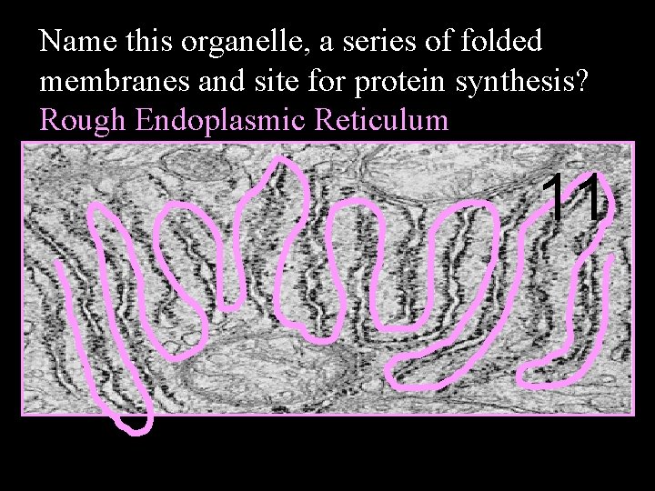 Name this organelle, a series of folded membranes and site for protein synthesis? Rough
