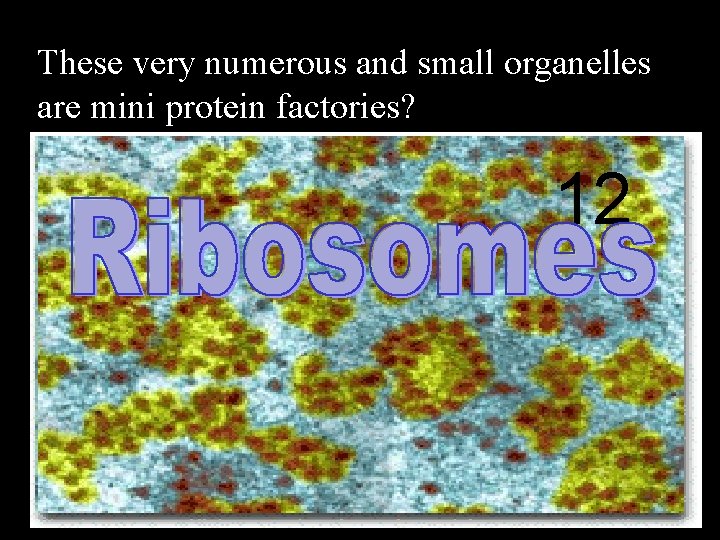 These very numerous and small organelles are mini protein factories? 12 