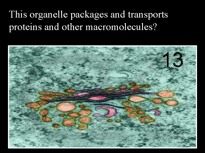 This organelle packages and transports proteins and other macromolecules? 13 