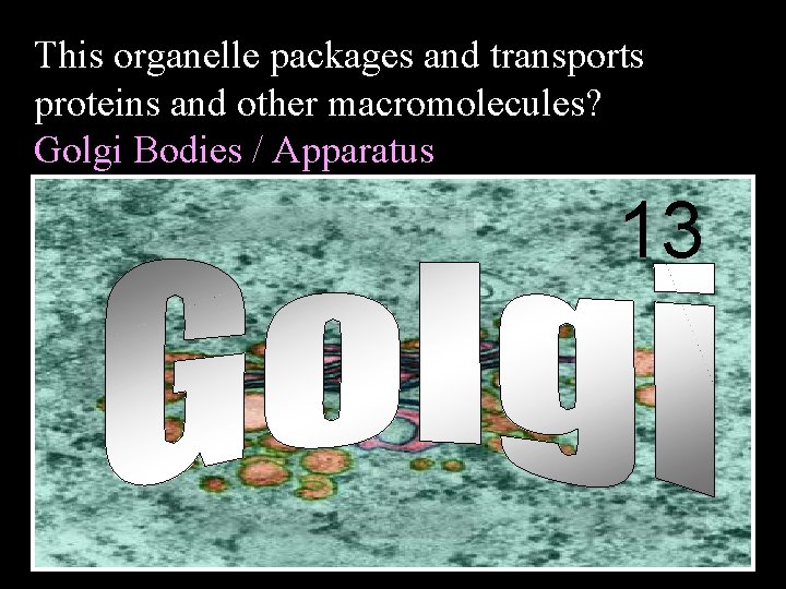 This organelle packages and transports proteins and other macromolecules? Golgi Bodies / Apparatus 13