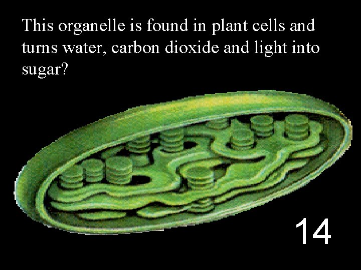 This organelle is found in plant cells and turns water, carbon dioxide and light