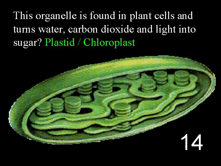 This organelle is found in plant cells and turns water, carbon dioxide and light