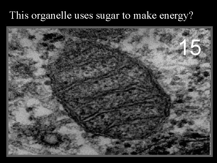 This organelle uses sugar to make energy? 15 15 