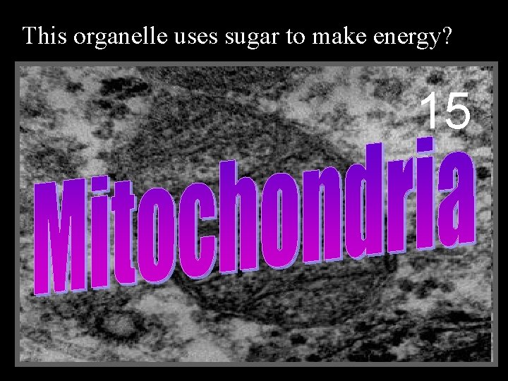 This organelle uses sugar to make energy? 15 15 
