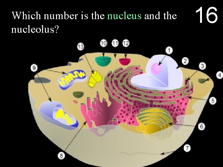 Which number is the nucleus and the nucleolus? 16 