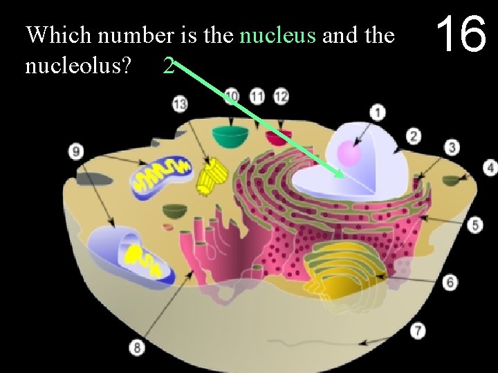 Which number is the nucleus and the nucleolus? 1, 2 16 