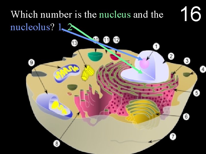 Which number is the nucleus and the nucleolus? 1, 2 16 