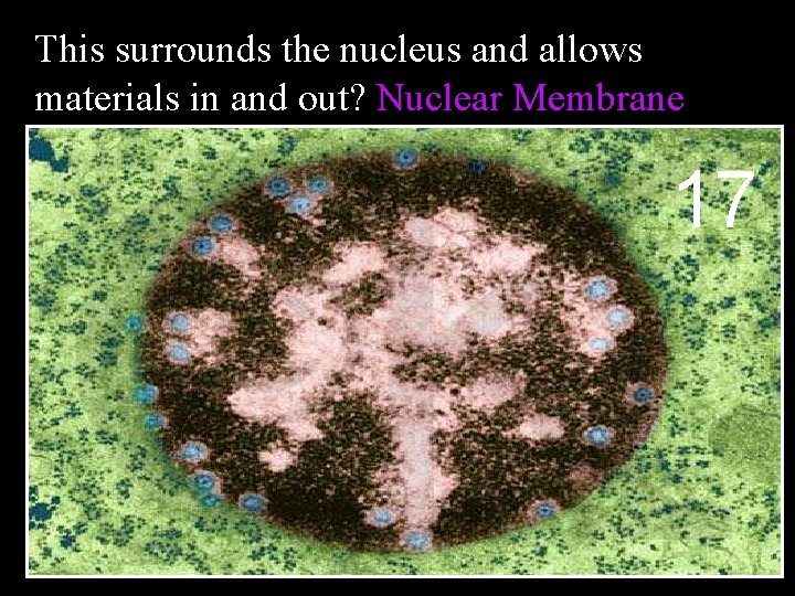 This surrounds the nucleus and allows materials in and out? Nuclear Membrane 17 