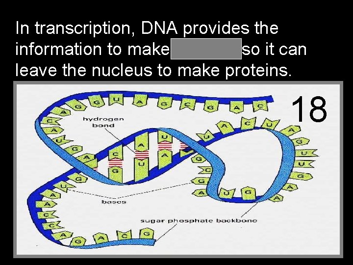 In transcription, DNA provides the information to make RNA so it can leave the