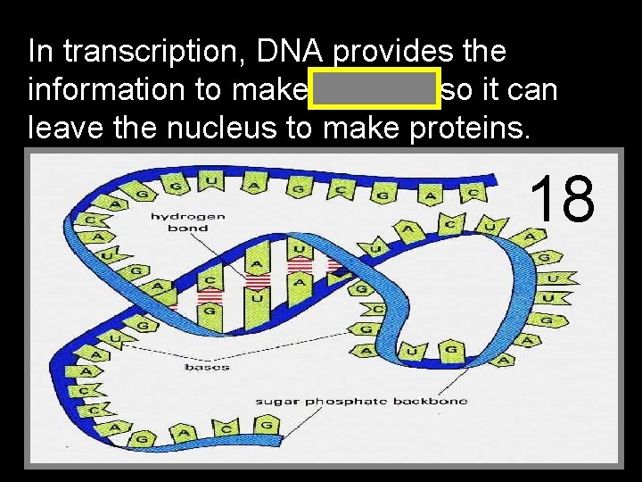 In transcription, DNA provides the information to make RNA so it can leave the