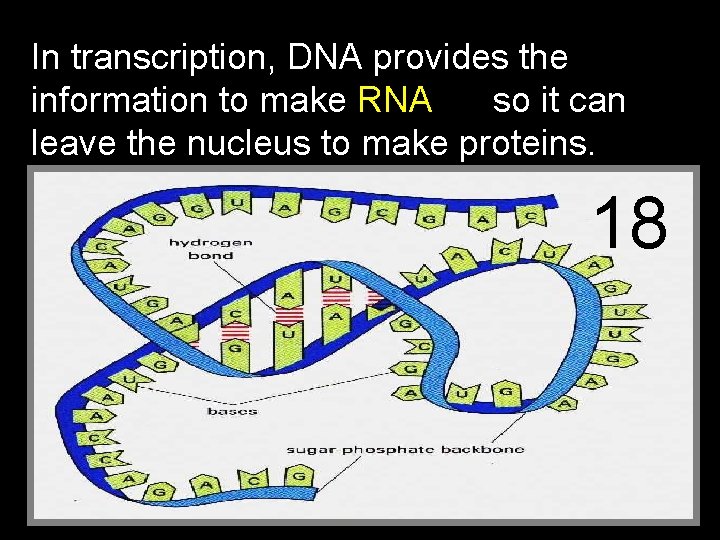 In transcription, DNA provides the information to make RNA so it can leave the