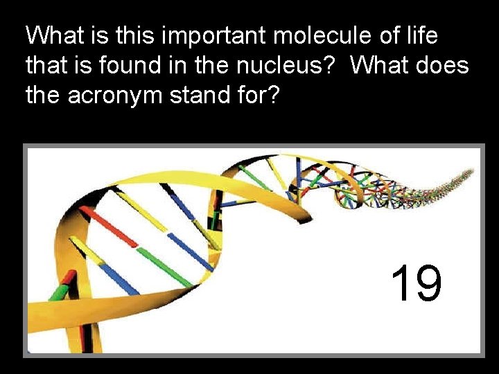 What is this important molecule of life that is found in the nucleus? What