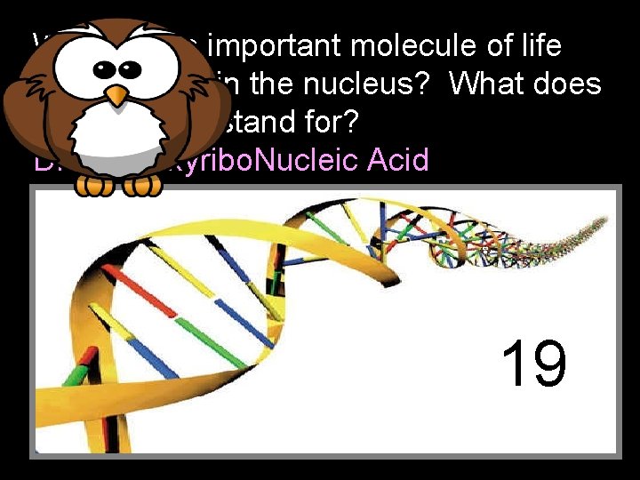 What is this important molecule of life that is found in the nucleus? What