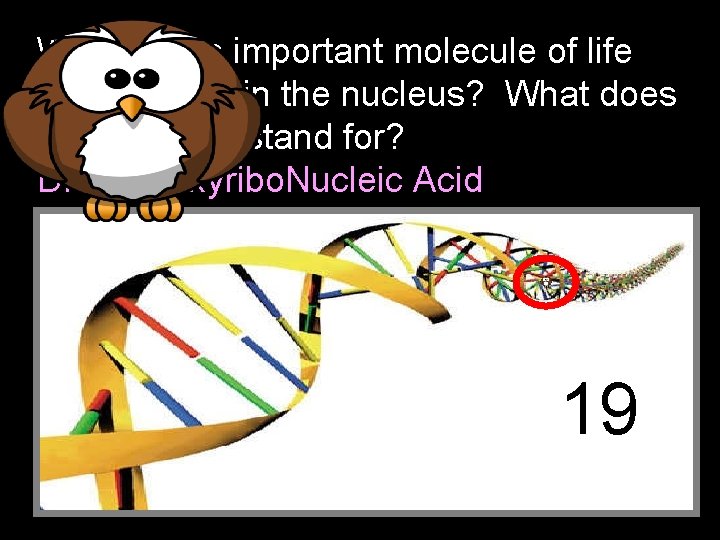 What is this important molecule of life that is found in the nucleus? What