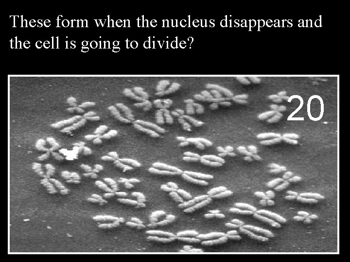 These form when the nucleus disappears and the cell is going to divide? 20