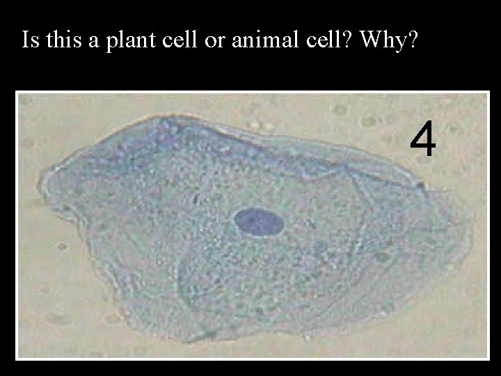 Is this a plant cell or animal cell? Why? 4 