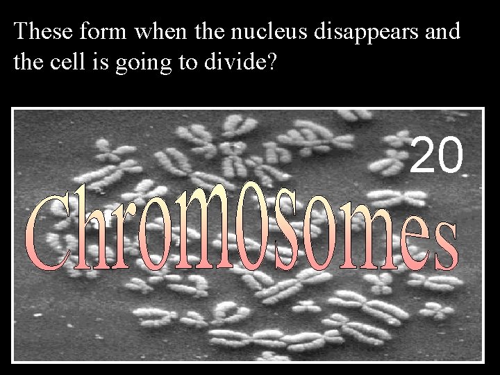 These form when the nucleus disappears and the cell is going to divide? 20