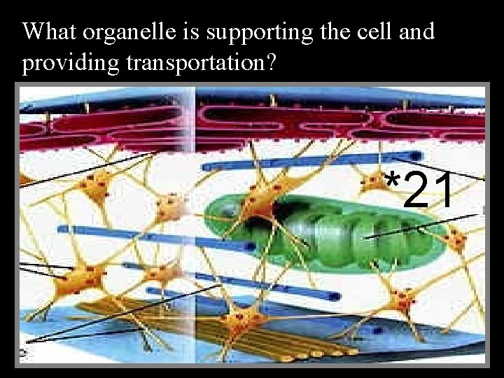 What organelle is supporting the cell and providing transportation? *21 