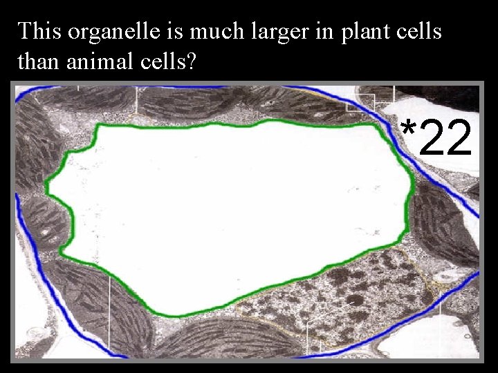 This organelle is much larger in plant cells than animal cells? *22 