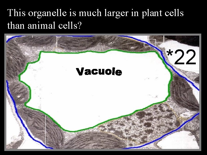 This organelle is much larger in plant cells than animal cells? *22 