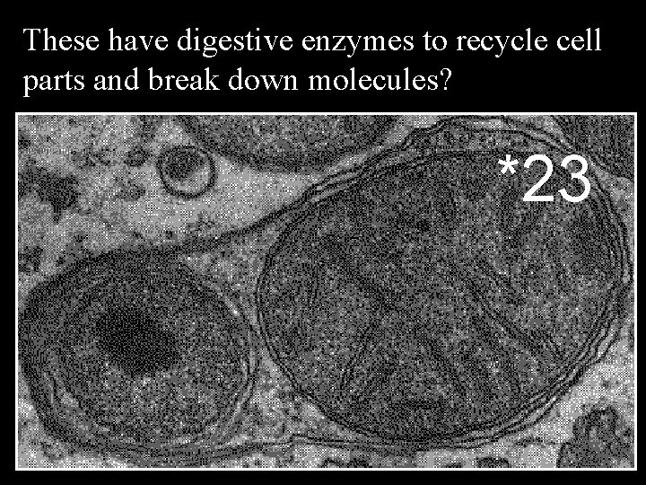 These have digestive enzymes to recycle cell parts and break down molecules? *23 