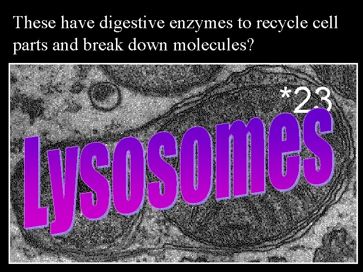 These have digestive enzymes to recycle cell parts and break down molecules? *23 