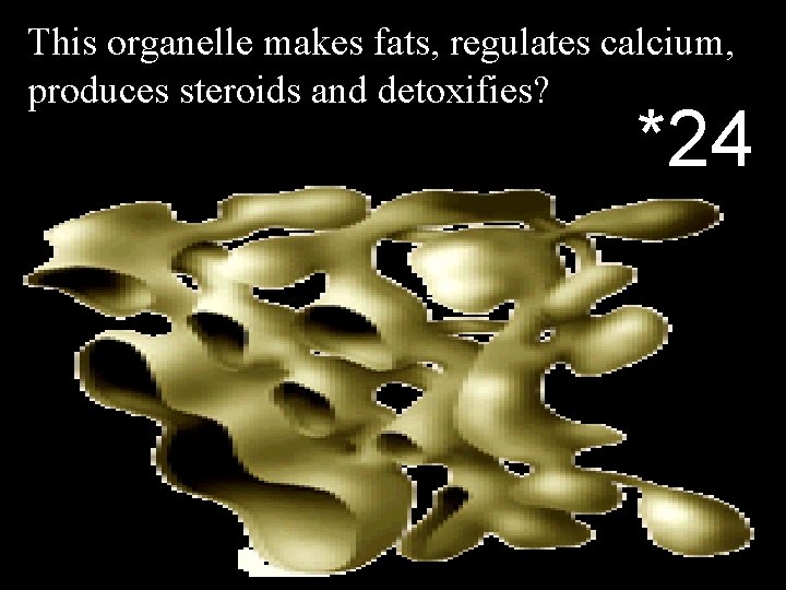 This organelle makes fats, regulates calcium, produces steroids and detoxifies? *24 