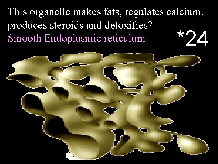 This organelle makes fats, regulates calcium, produces steroids and detoxifies? Smooth Endoplasmic reticulum *24