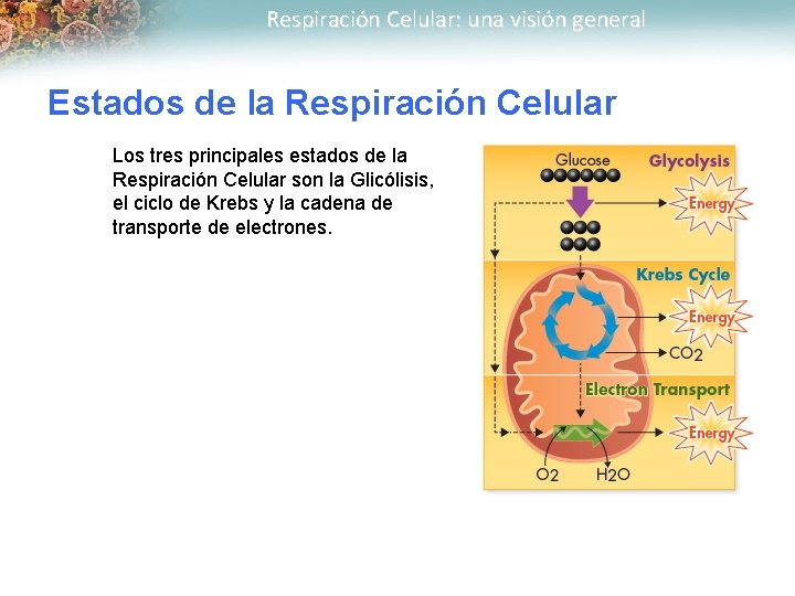 Respiración Celular: una visión general Estados de la Respiración Celular Los tres principales estados