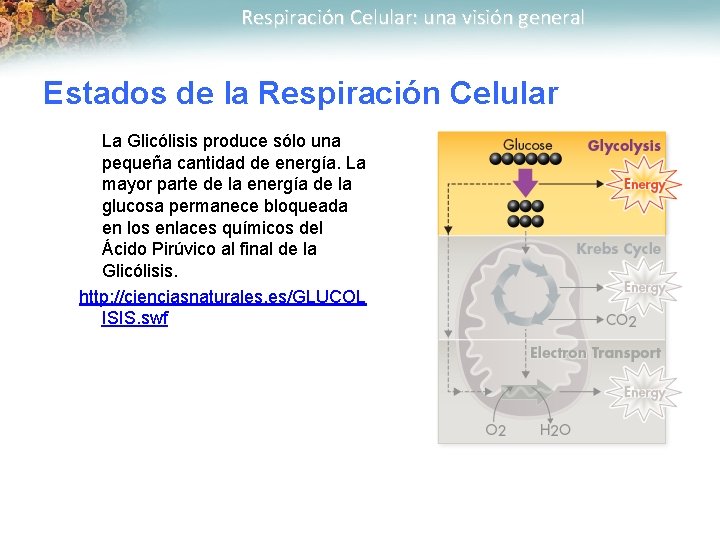 Respiración Celular: una visión general Estados de la Respiración Celular La Glicólisis produce sólo