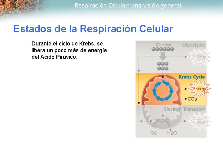 Respiración Celular: una visión general Estados de la Respiración Celular Durante el ciclo de