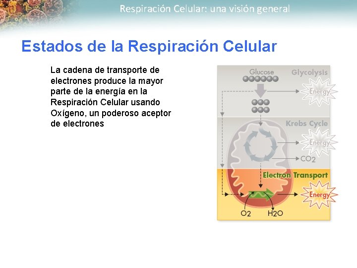 Respiración Celular: una visión general Estados de la Respiración Celular La cadena de transporte