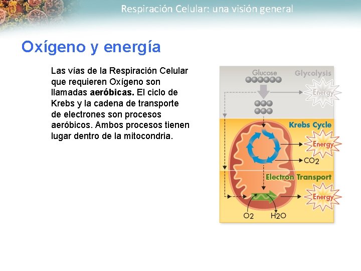 Respiración Celular: una visión general Oxígeno y energía Las vías de la Respiración Celular