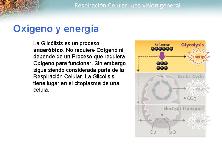 Respiración Celular: una visión general Oxígeno y energía La Glicólisis es un proceso anaeróbico.