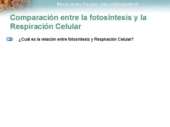 Respiración Celular: una visión general Comparación entre la fotosíntesis y la Respiración Celular ¿Cuál