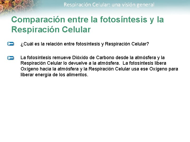 Respiración Celular: una visión general Comparación entre la fotosíntesis y la Respiración Celular ¿Cuál