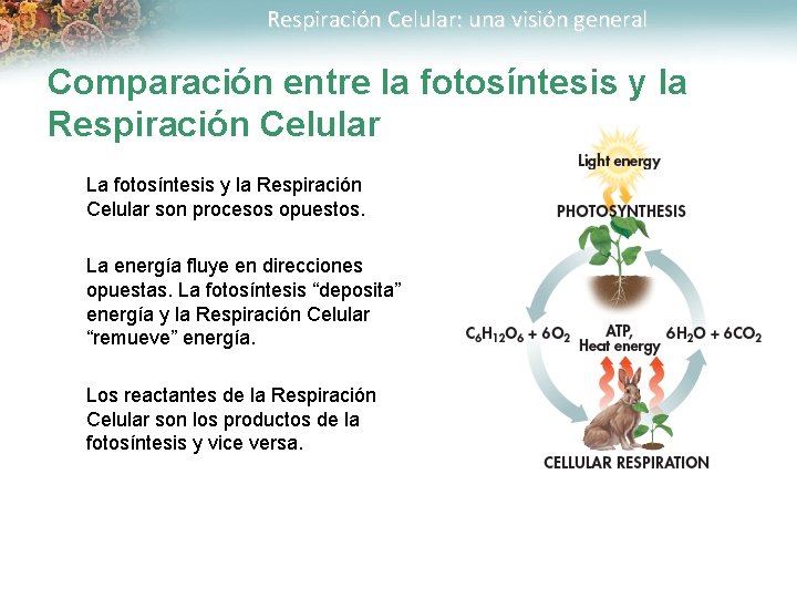 Respiración Celular: una visión general Comparación entre la fotosíntesis y la Respiración Celular La