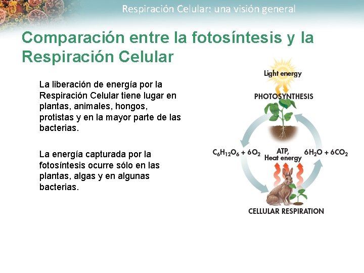 Respiración Celular: una visión general Comparación entre la fotosíntesis y la Respiración Celular La