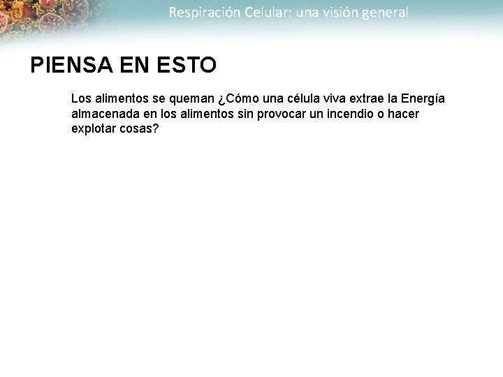 Respiración Celular: una visión general PIENSA EN ESTO Los alimentos se queman ¿Cómo una