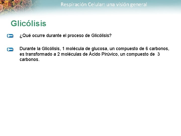 Respiración Celular: una visión general Glicólisis ¿Qué ocurre durante el proceso de Glicólisis? Durante