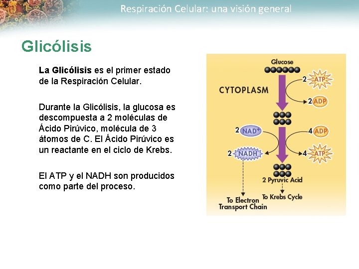 Respiración Celular: una visión general Glicólisis La Glicólisis es el primer estado de la