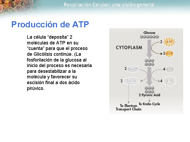Respiración Celular: una visión general Producción de ATP La célula “deposita” 2 moléculas de