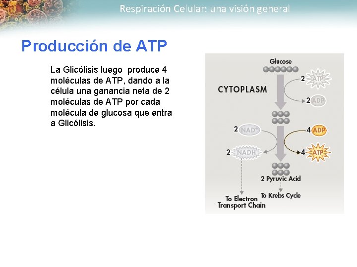 Respiración Celular: una visión general Producción de ATP La Glicólisis luego produce 4 moléculas