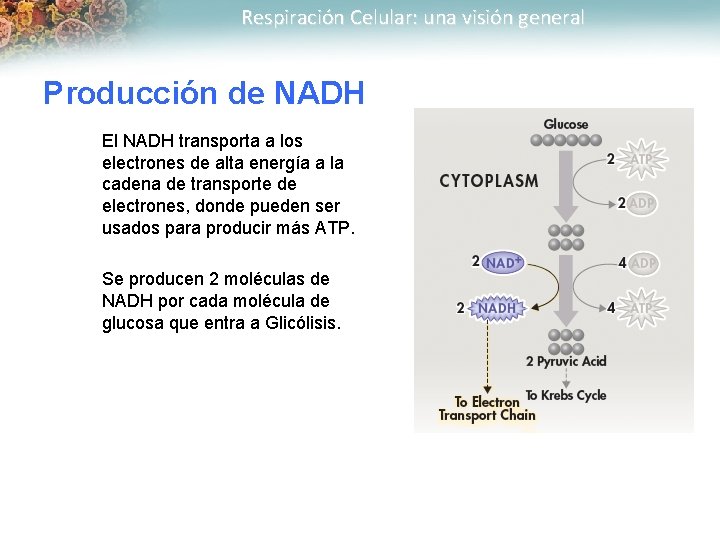 Respiración Celular: una visión general Producción de NADH El NADH transporta a los electrones